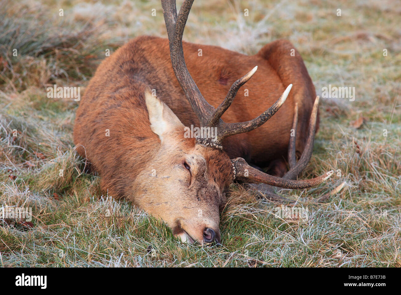 Killed red stag deer Cervus elaphus Stock Photo