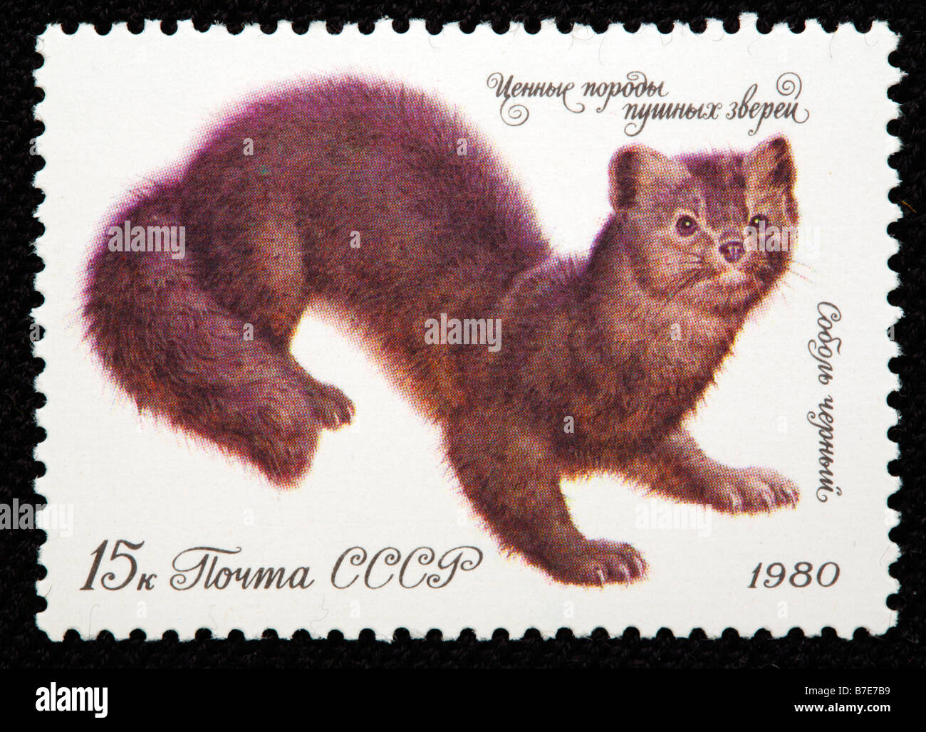 Sable (Martes zibellina), postage stamp, USSR, 1980 Stock Photo