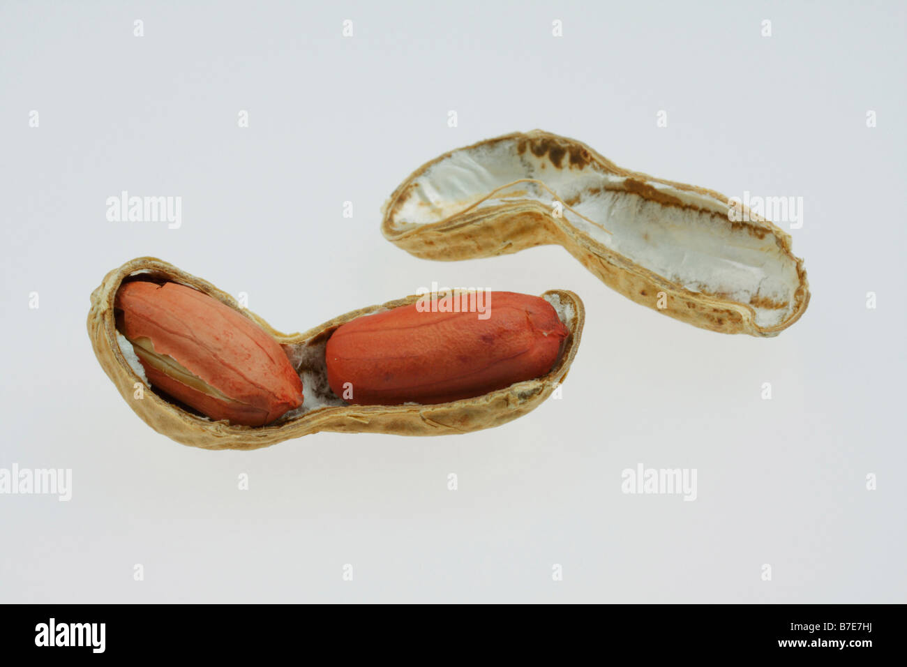 clip image cracked shell of roasted peanut Stock Photo
