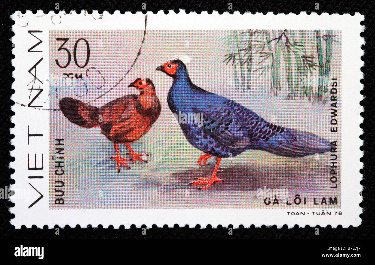Edwards's Pheasant, Lophura edwardsi, Phasianidae, postage stamp, Vietnam, 1978 Stock Photo