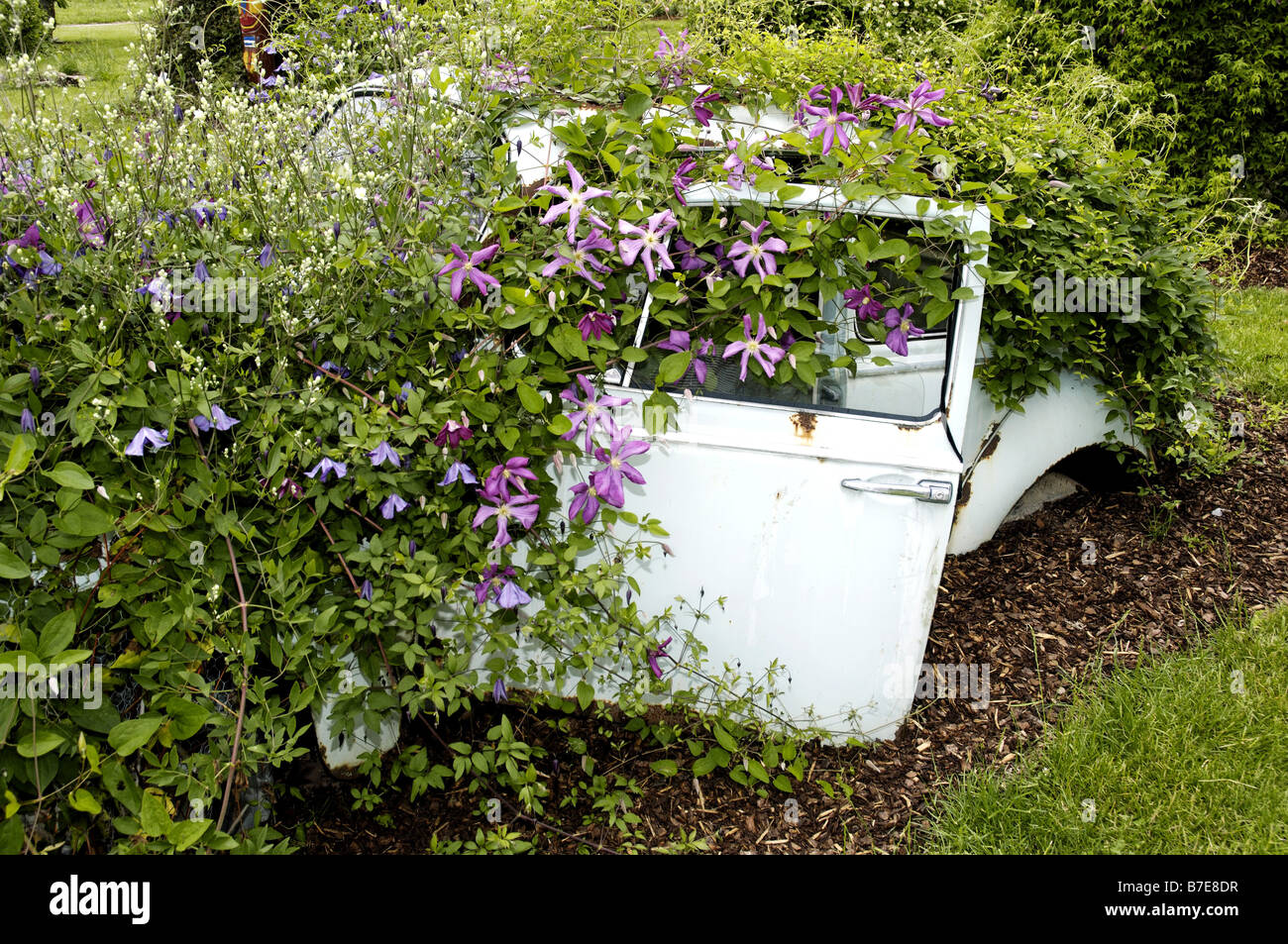 clematis, virgins-bower (Clematis 'Margot Koster', Clematis Margot Koster), car wreck covered with blooming plants Stock Photo