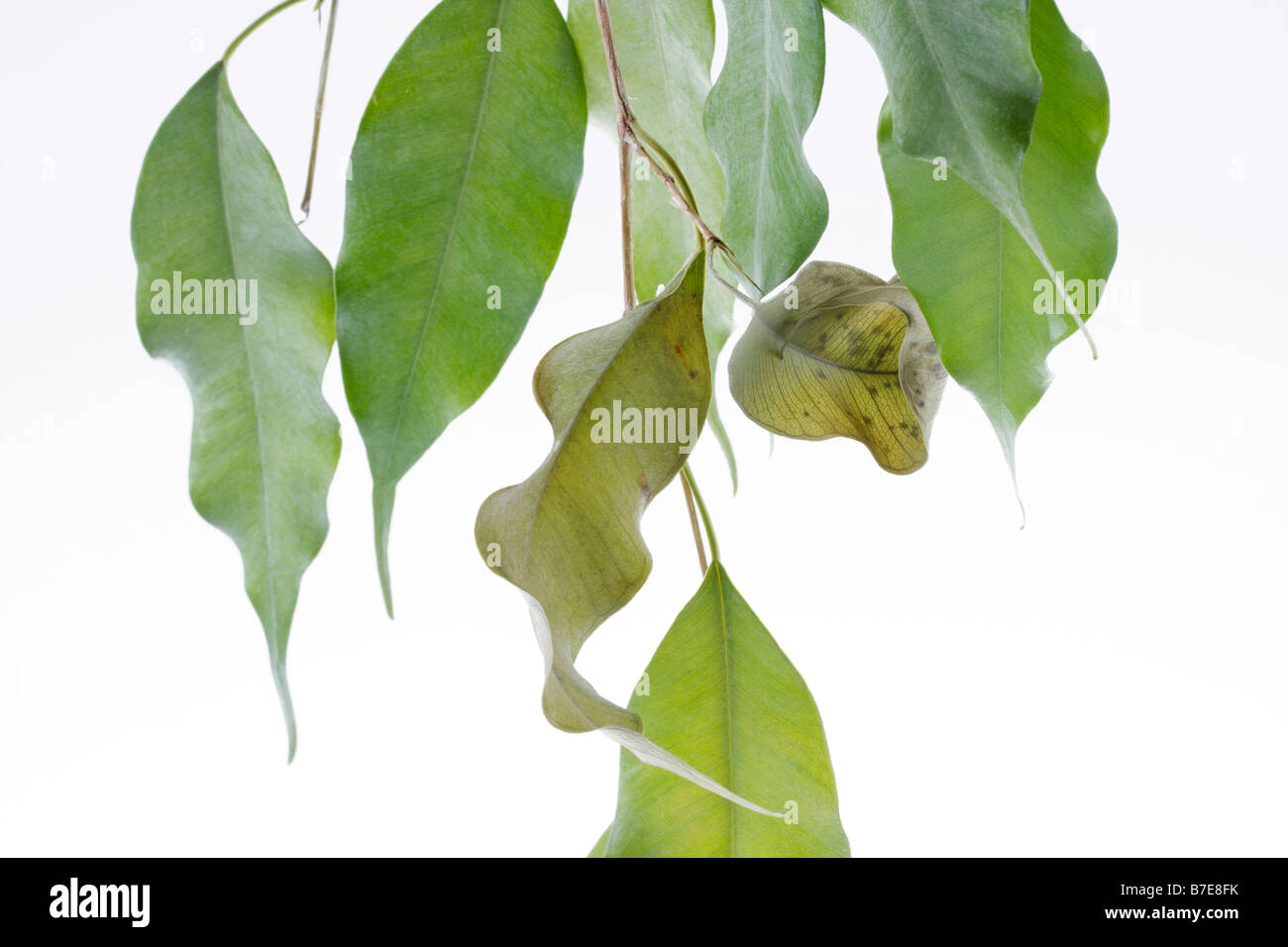 clip image drying leaves of potted fig tree Ficus benjaminii symbolism of green thumb or green fingers Stock Photo