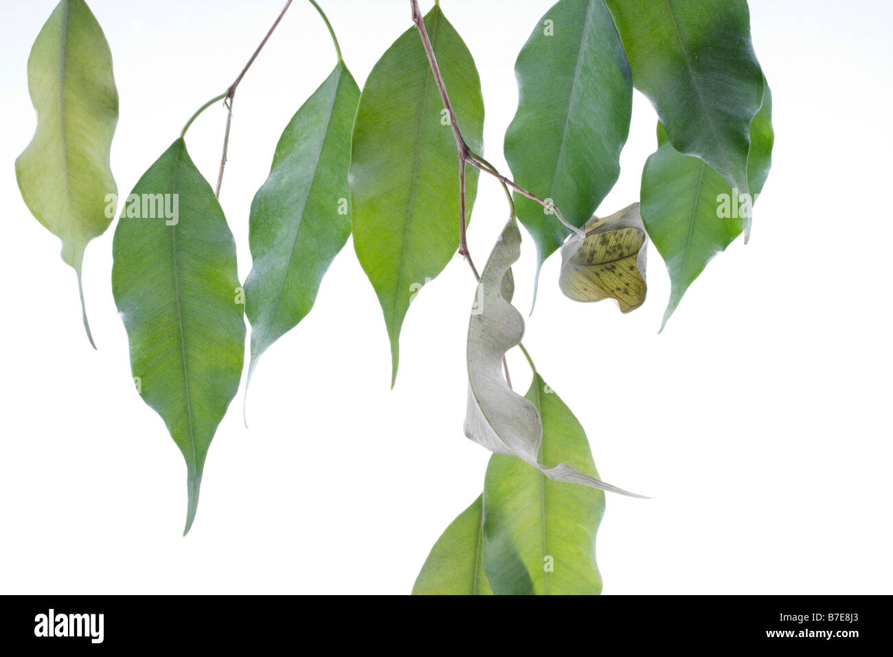 clip image drying leaves of potted fig tree Ficus benjaminii symbolism of green thumb or green fingers Stock Photo