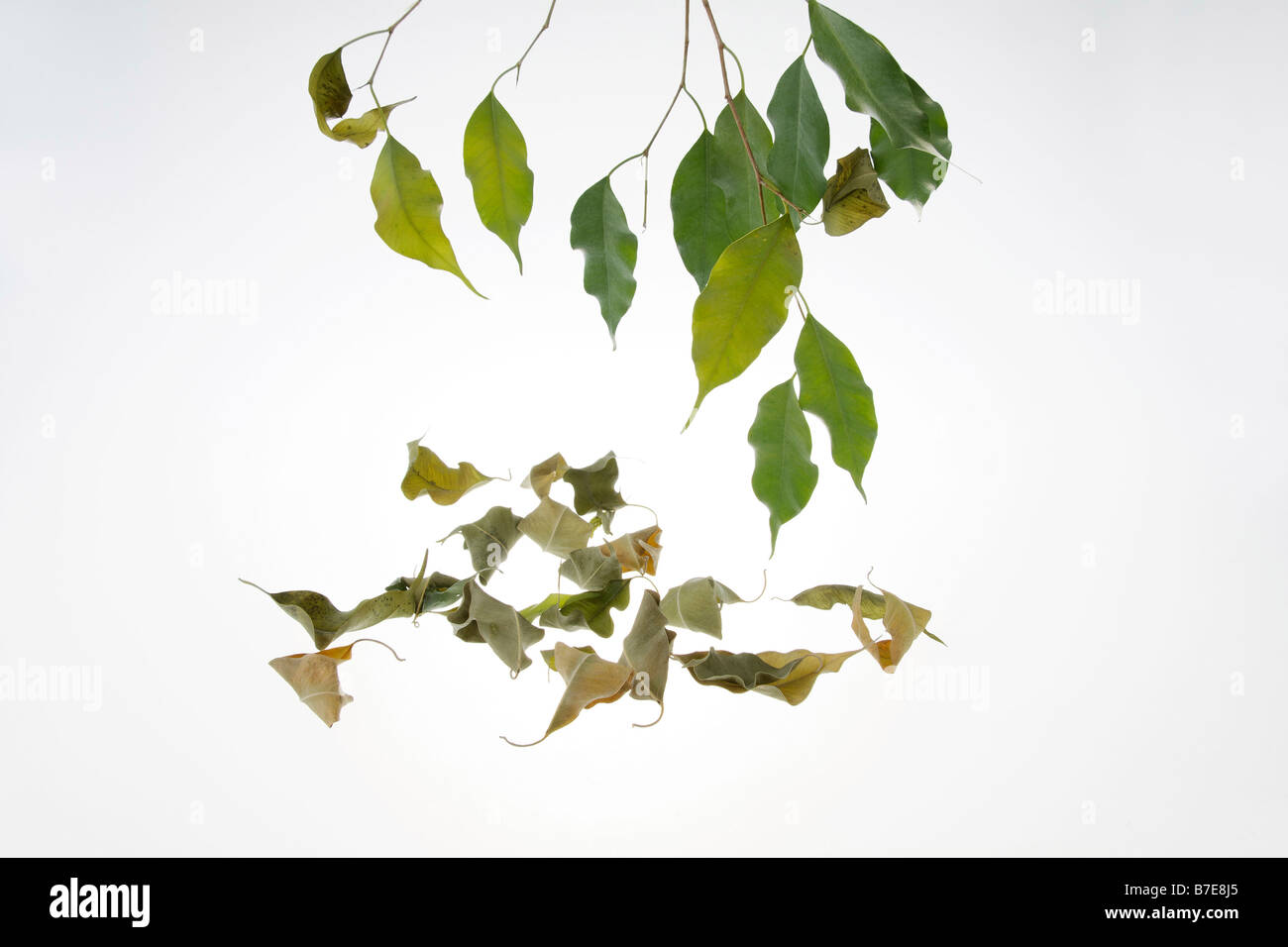 clip image drying leaves of potted fig tree Ficus benjaminii symbolism of green thumb or green fingers Stock Photo