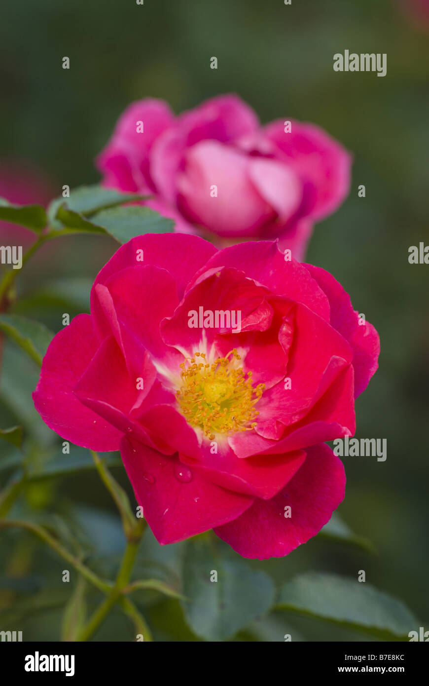 rose (Rosa spec.), blooming, Floribunda Rose Flirt, Germany, Rosengarten Stock Photo