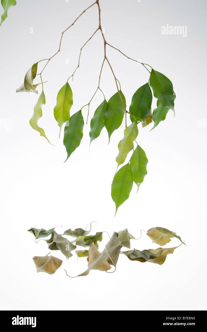 clip image drying leaves of potted fig tree Ficus benjaminii symbolism of green thumb or green fingers Stock Photo