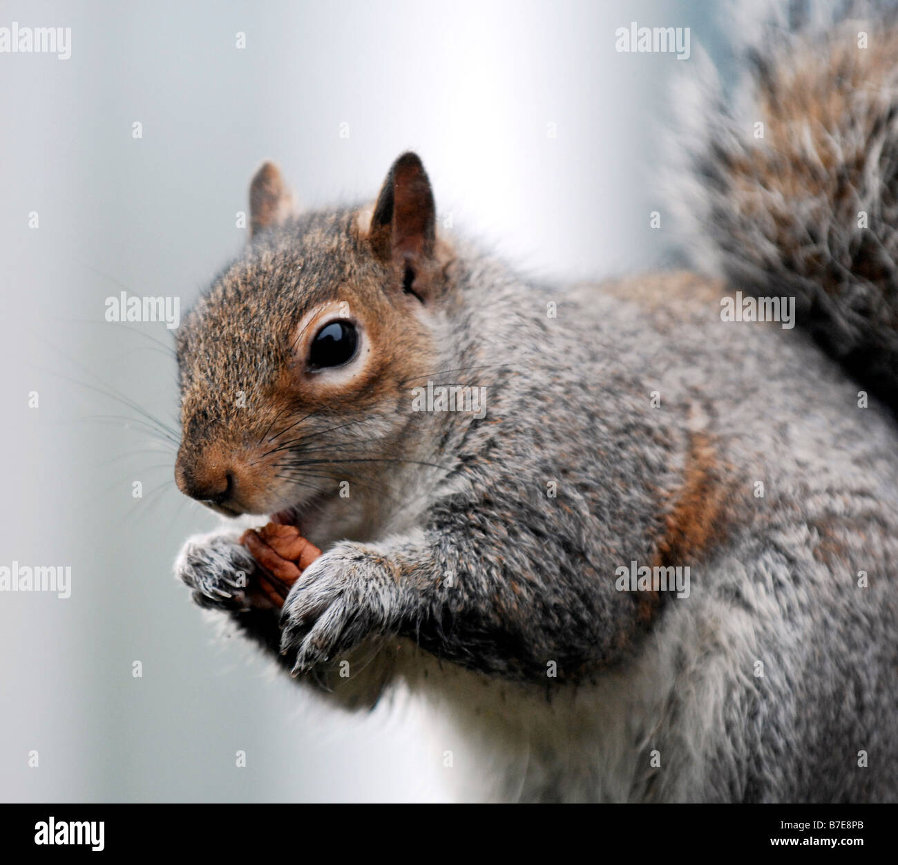Squirrel meat hires stock photography and images Alamy