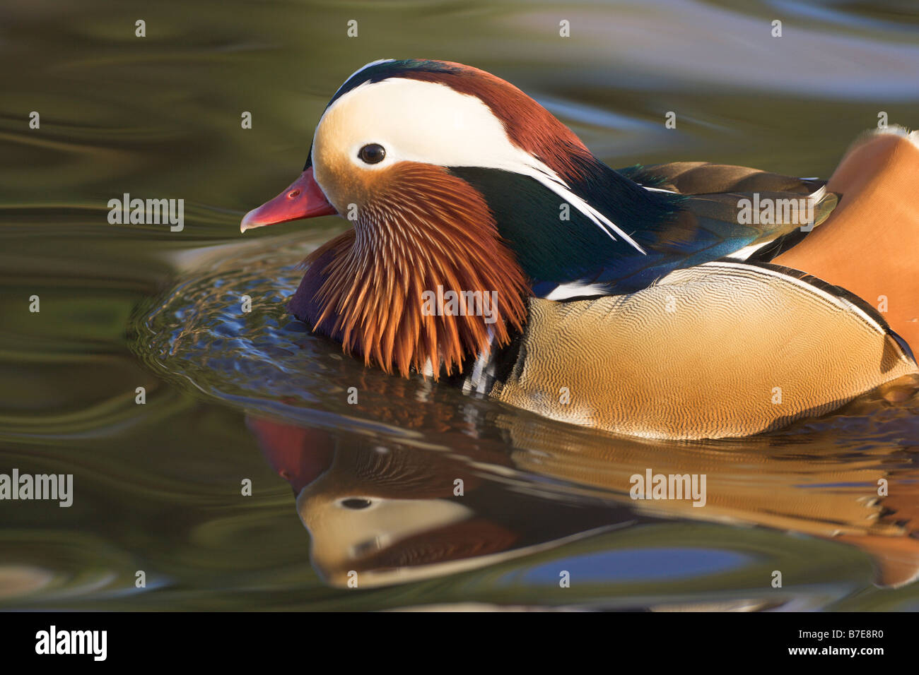 Mandarin Duck male Aix galericulata Stock Photo - Alamy