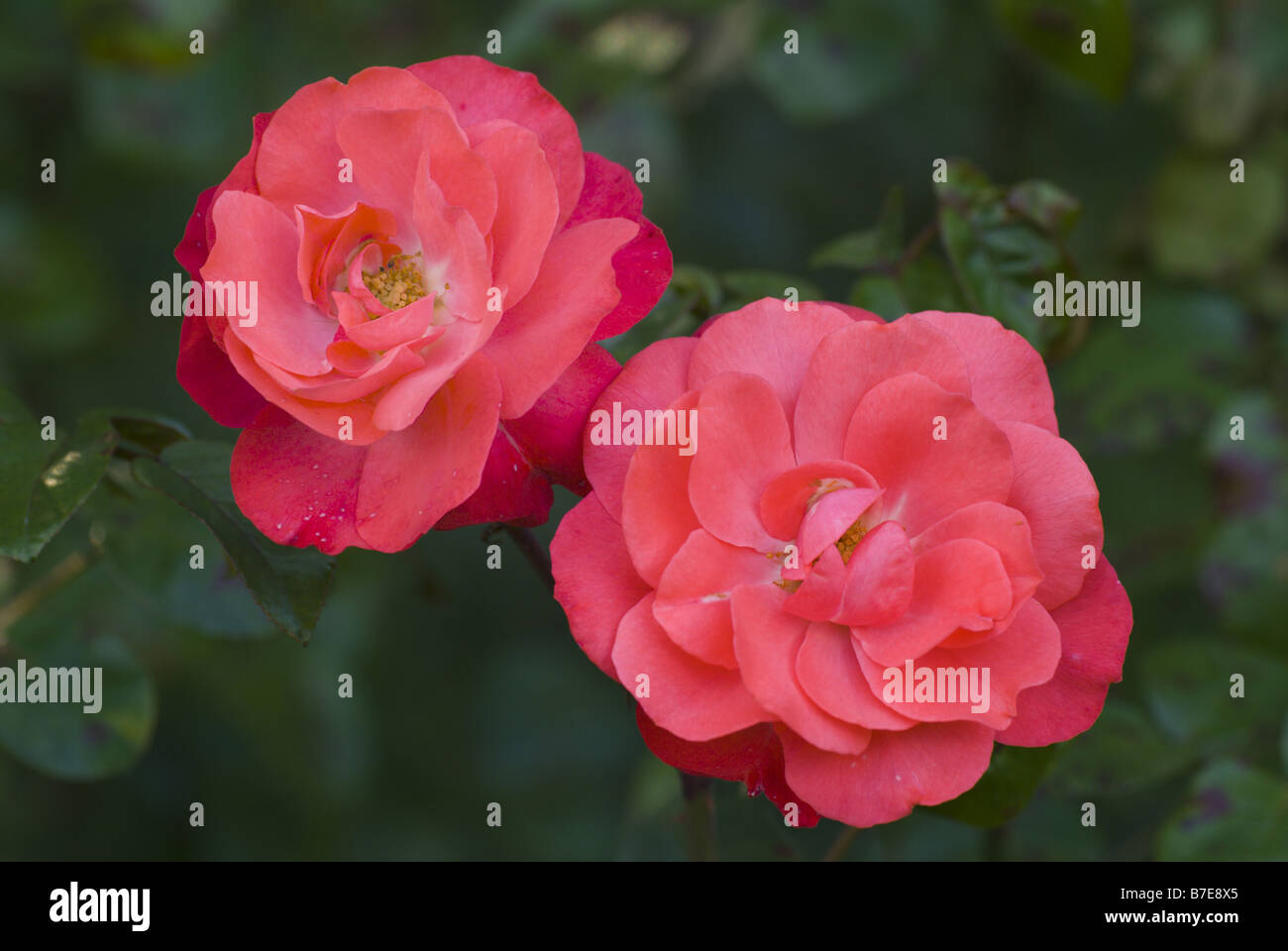Rose Rosa Spec Blooming Shrub Rose Mein Schoener Garten