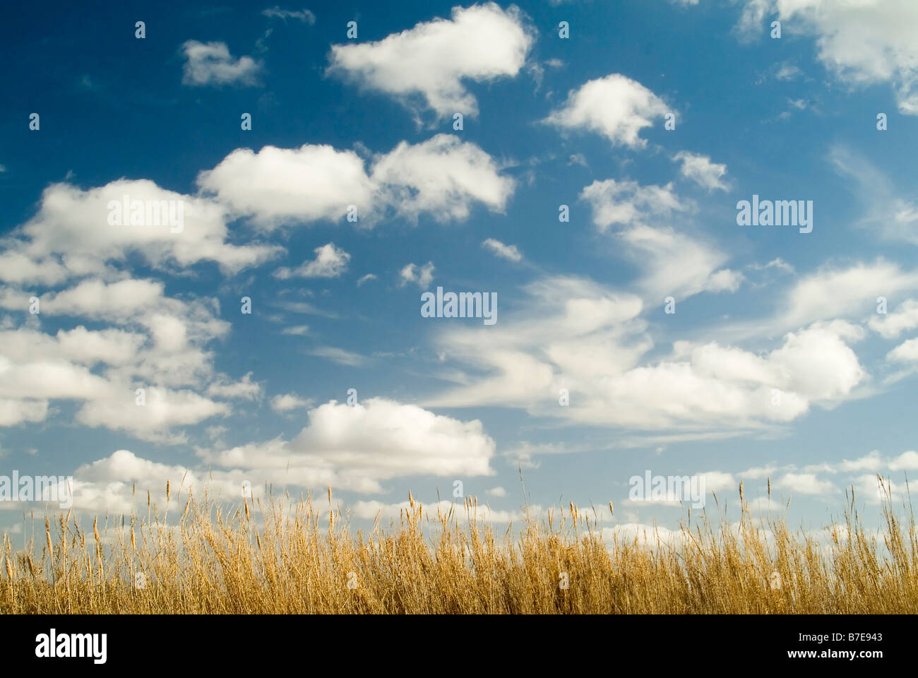 blue sky with clouds over a wheat field Stock Photo - Alamy