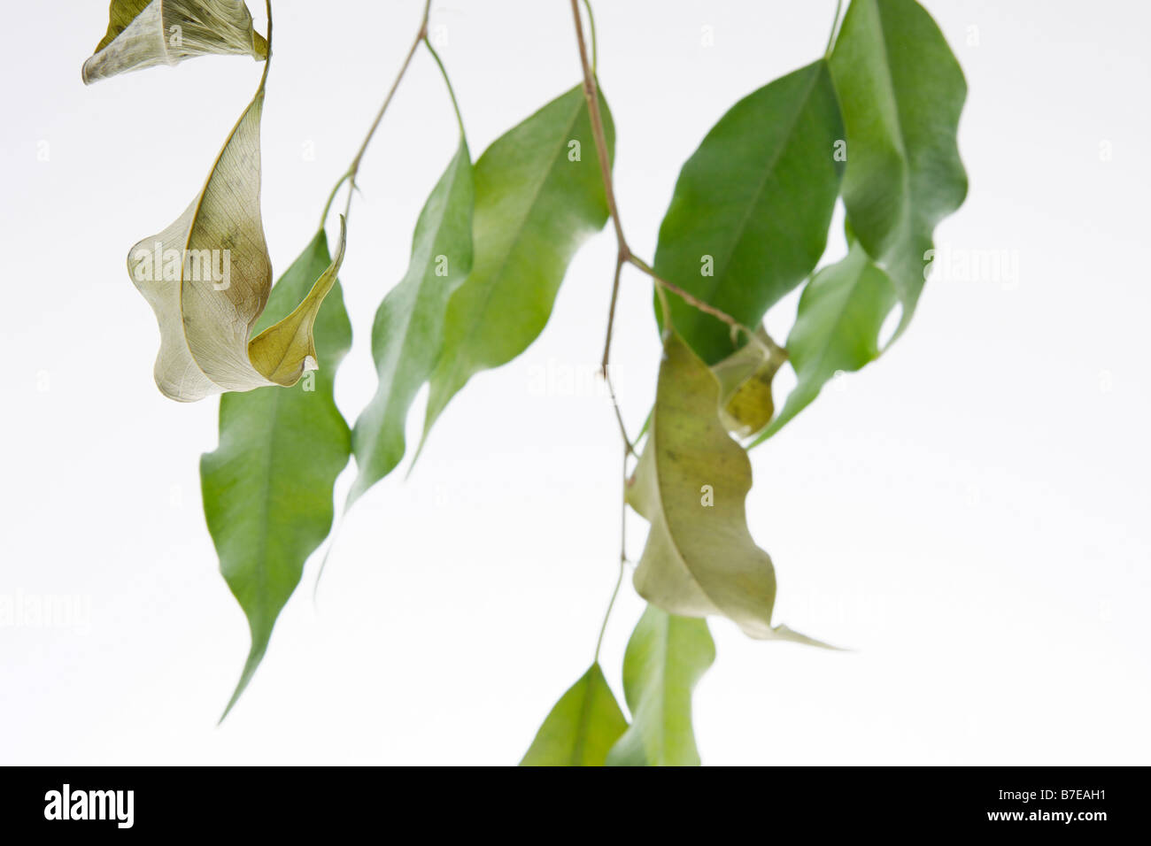 clip image drying leaves of potted fig tree Ficus benjaminii symbolism of green thumb or green fingers Stock Photo