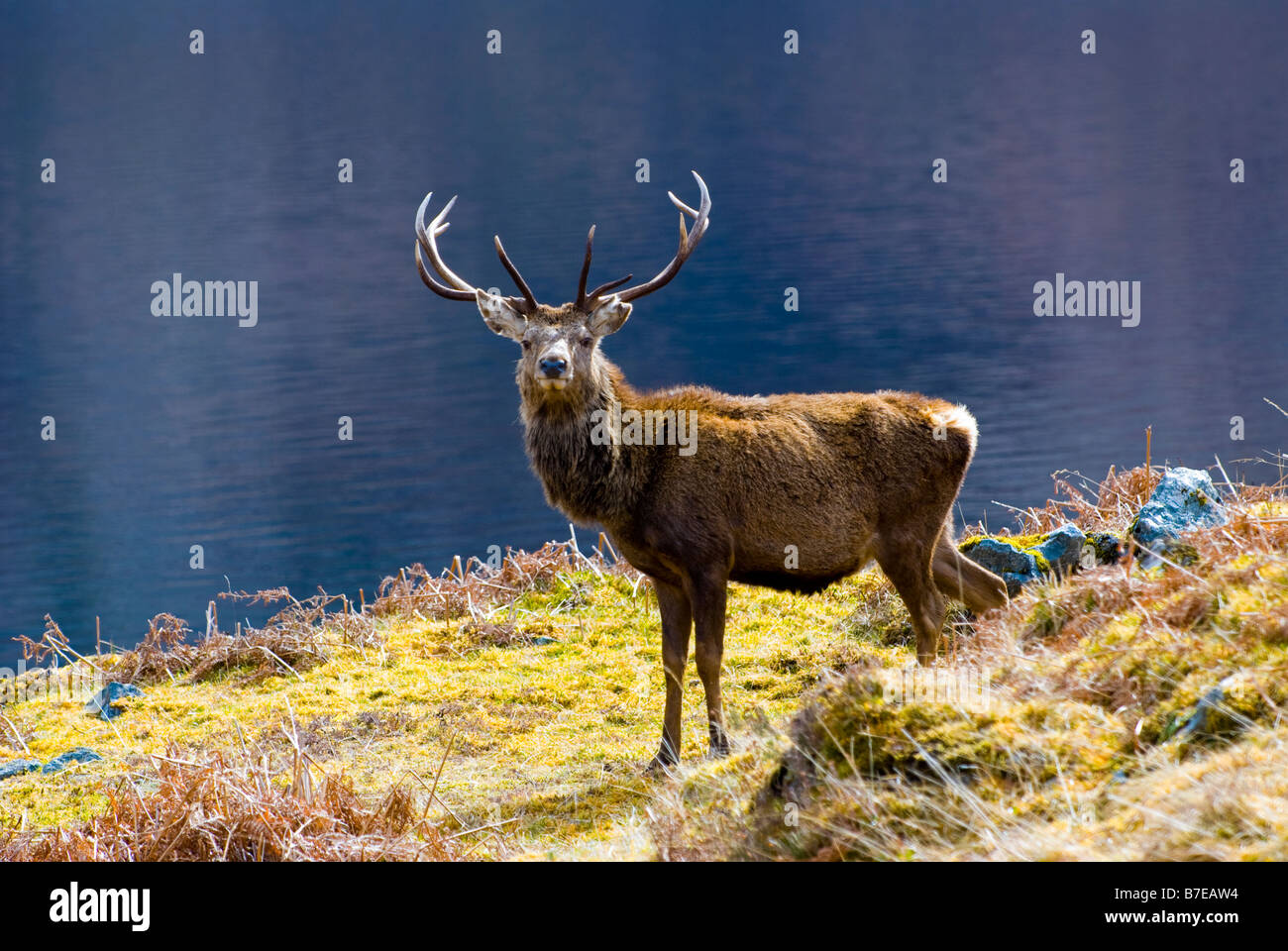 Red Deer stag (cervus elaphus) in the wild Scottish Highlands in front of Loch Stock Photo