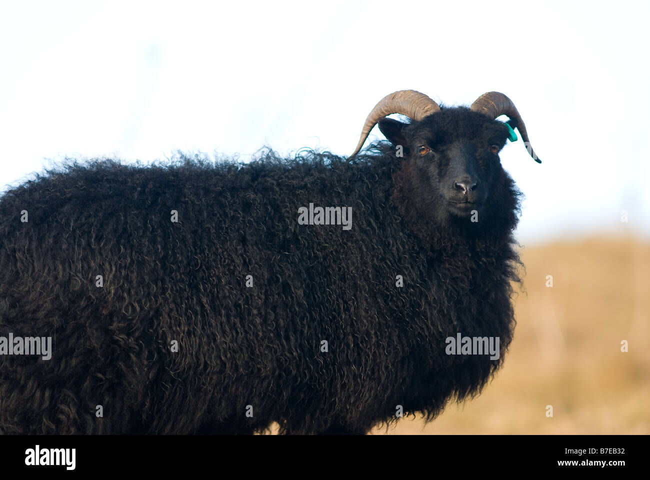 Female or Ewe Hebridean sheep Stock Photo - Alamy