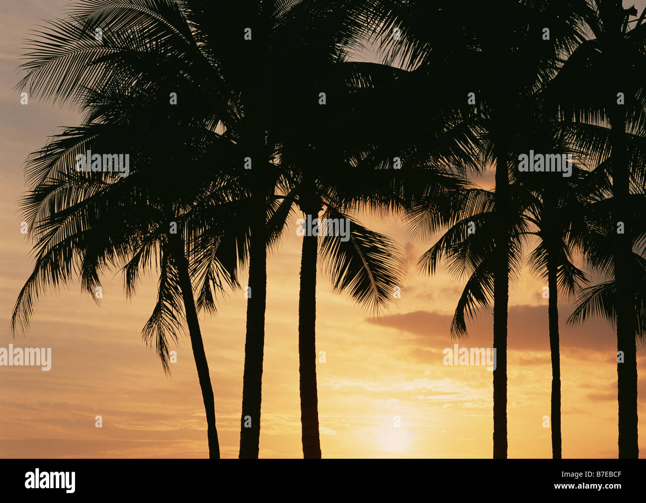 Silhouette palm island on waikiki hi-res stock photography and images ...