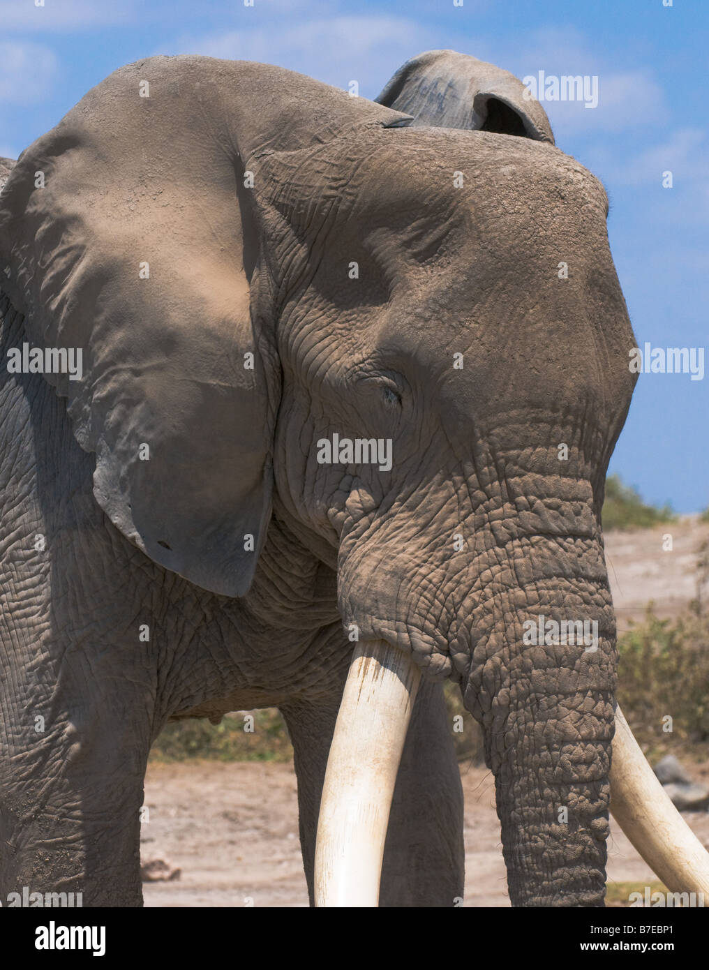 old elephant amboseli national park kenya Stock Photo