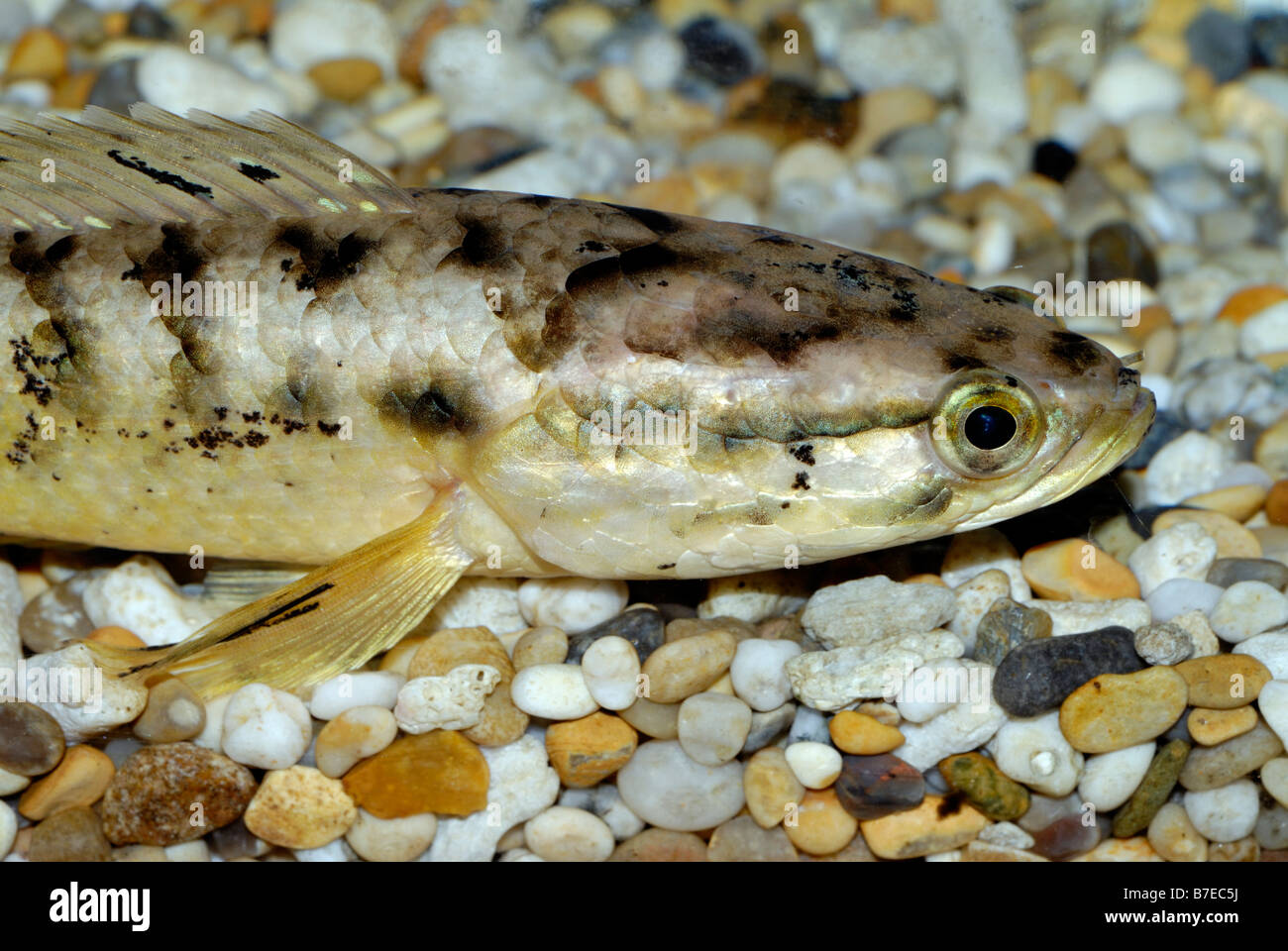 PARACHANNA SPECIES, SNAKESHEAD FISH Stock Photo