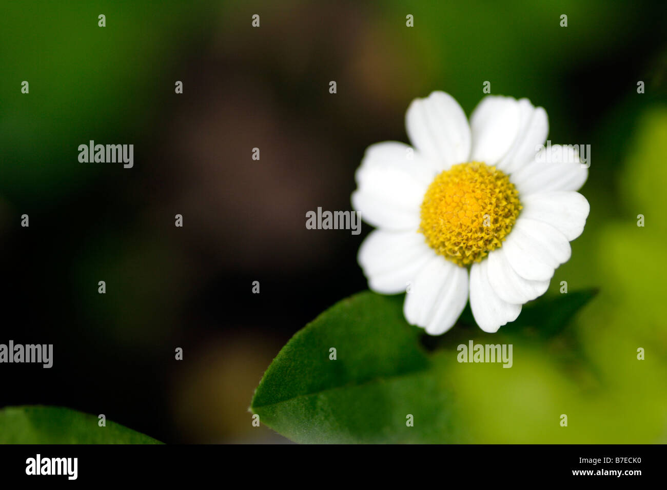 Feverfew (Tanacetum parthenium) flower Stock Photo