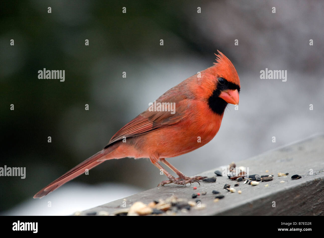 Northern Cardinal male Stock Photo