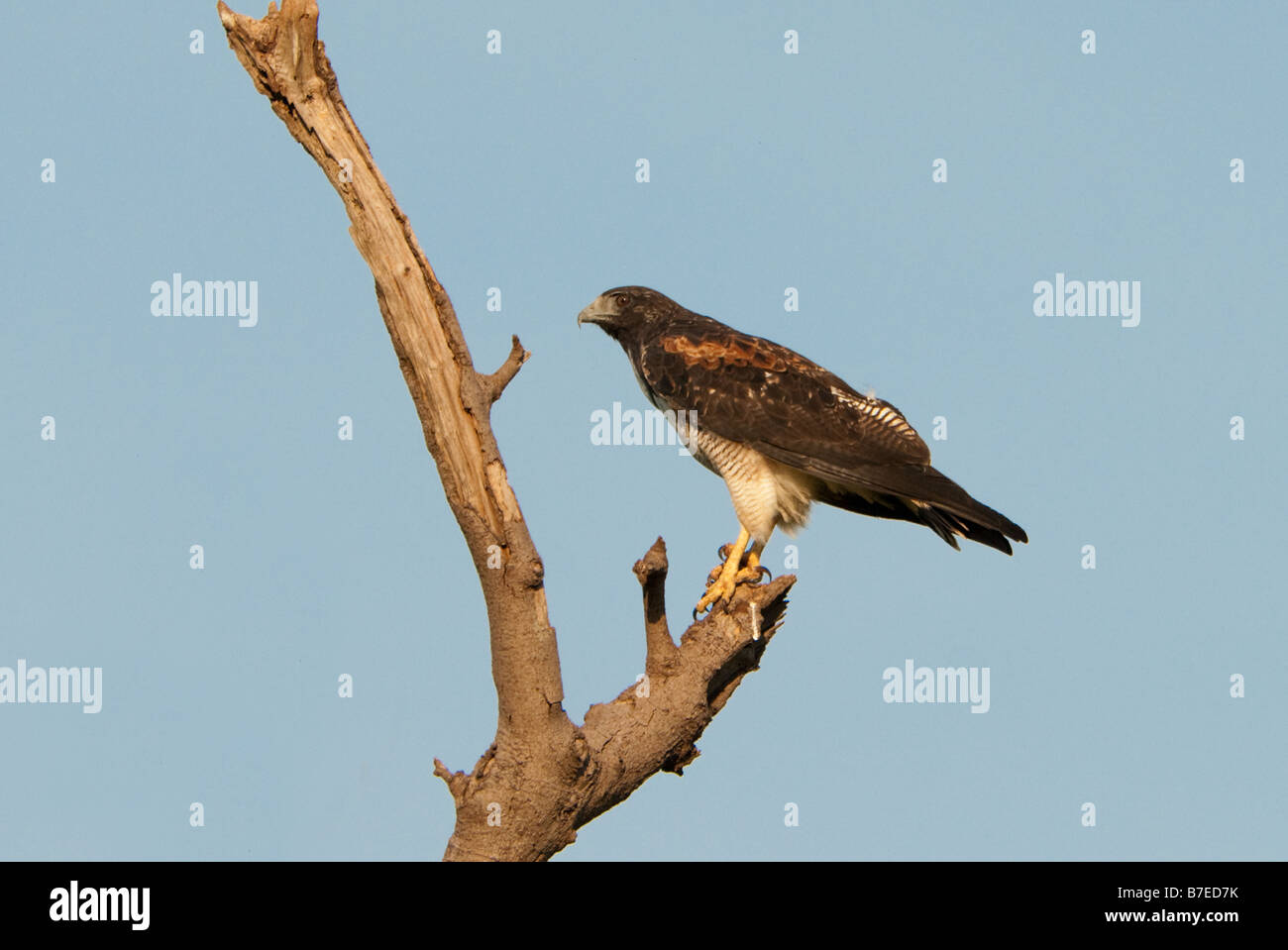 White tailed hawk hi-res stock photography and images - Alamy