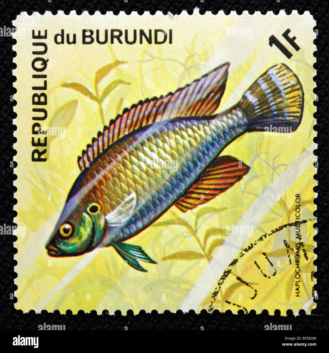 Haplochromis multicolor, freshwater fish, postage stamp, Burundi, 1974 Stock Photo