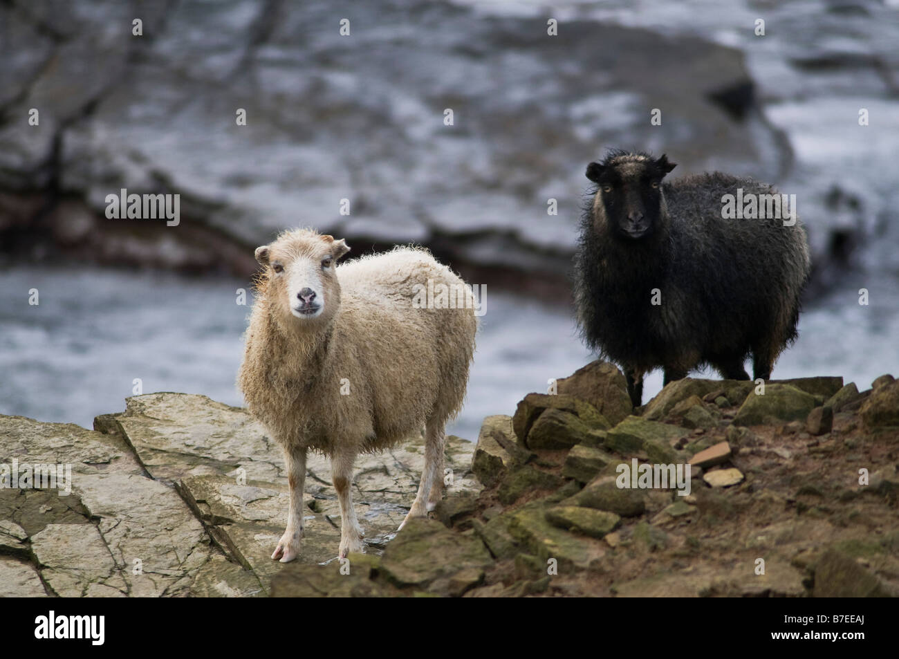 dh  NORTH RONALDSAY ORKNEY Pair of  Seaweed eating sheep on rugged rocky cliffs Stock Photo