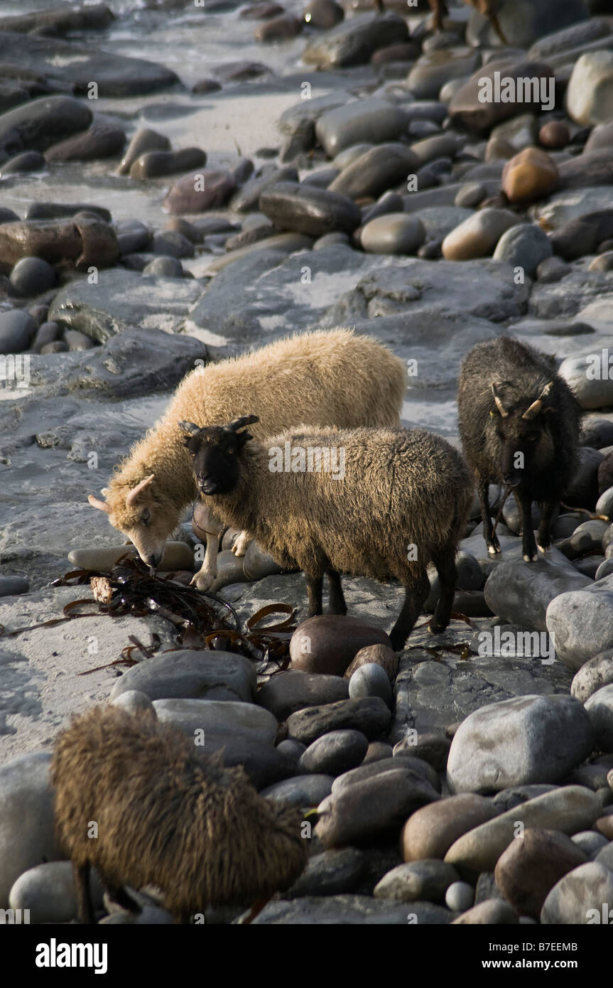 dh  NORTH RONALDSAY ORKNEY North Ronaldsay sheep flock eating seaweed Stock Photo