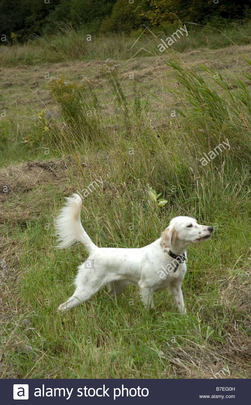 small english setter