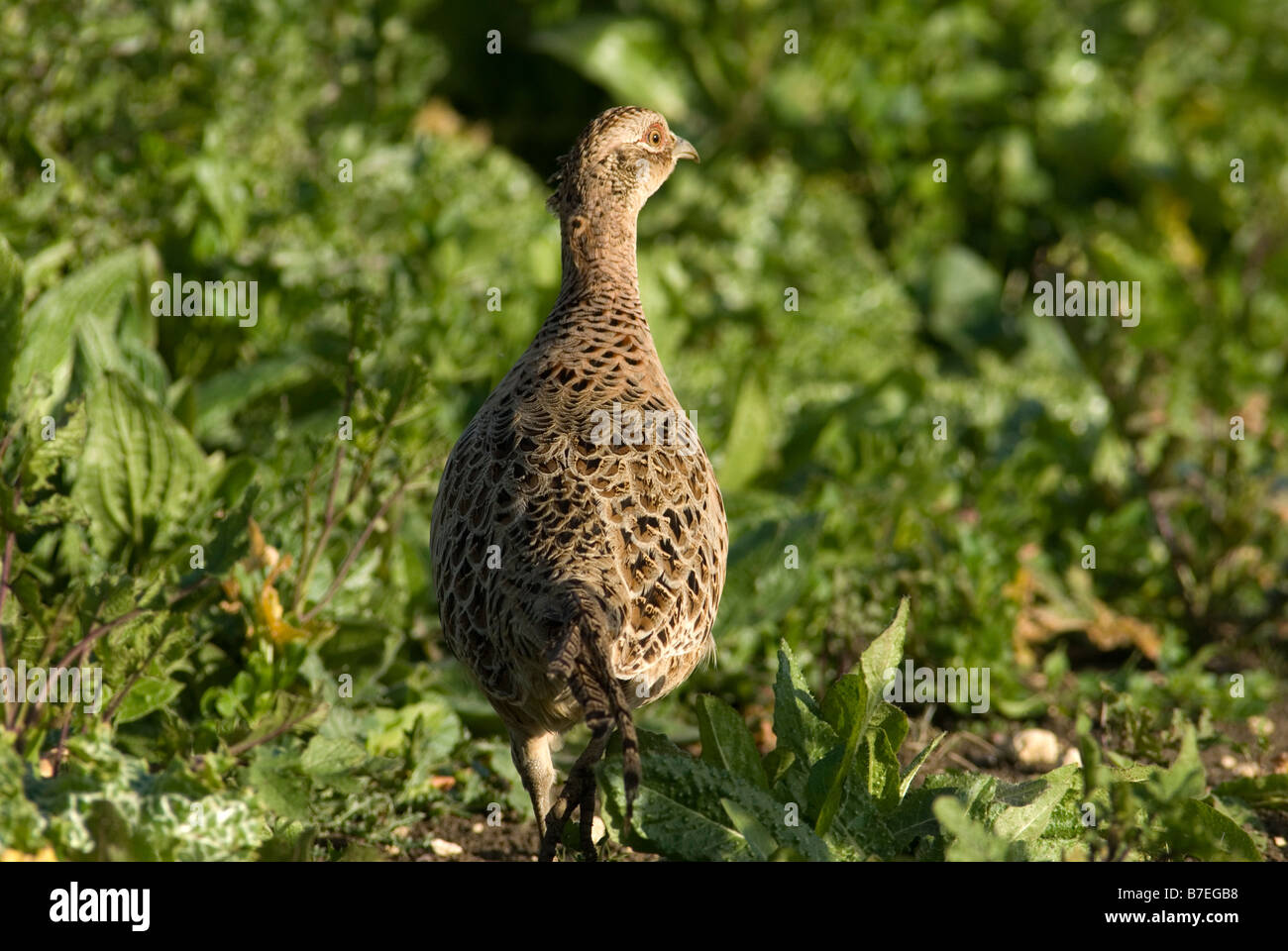 Female Pheasant walking through scrub and shrubs Stock Photo Alamy