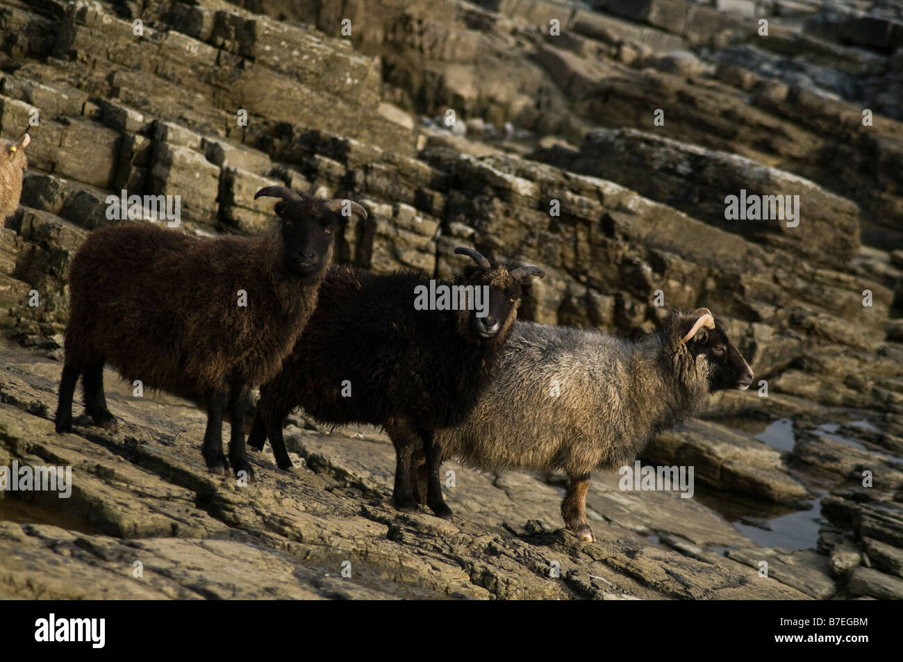 dh  NORTH RONALDSAY ORKNEY Three Seaweed eating sheep on rugged rocky cliffs Stock Photo