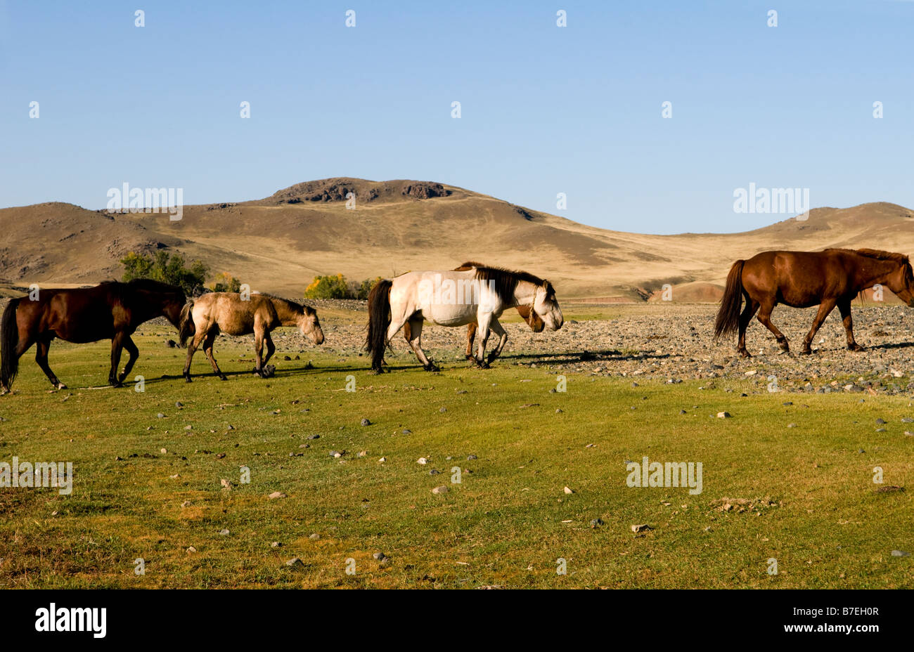 Beautiful Mongolian horses graze in the vast Mongolian grasslands Stock ...