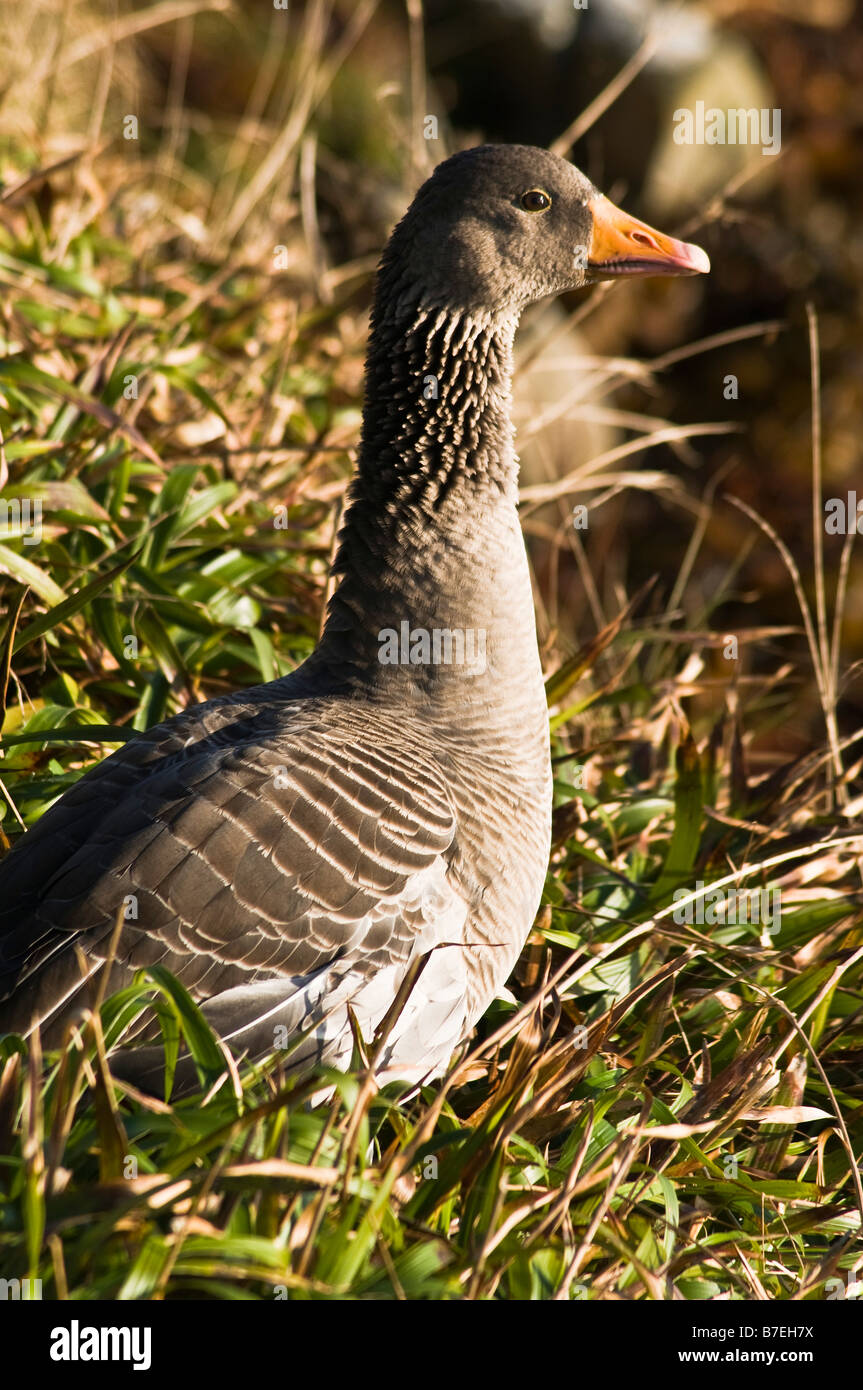 dh Greylag Goose BIRD UK Greylag goose Anser anser in grass wild geese scotland wildfowl orkney birds wildlife Stock Photo