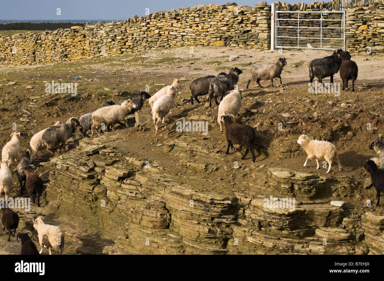 dh  NORTH RONALDSAY ORKNEY Seaweed eating sheep flock and wall keeping them on the shore Stock Photo