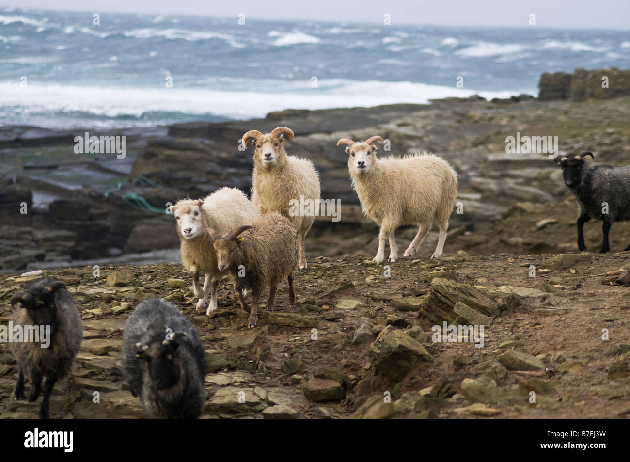 dh  NORTH RONALDSAY ORKNEY Seaweed eating sheep flock on rugged rocky cliffs Stock Photo