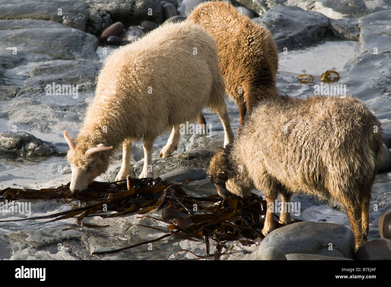 dh  NORTH RONALDSAY ORKNEY North Ronaldsay sheep flock eating seaweed kelp Stock Photo