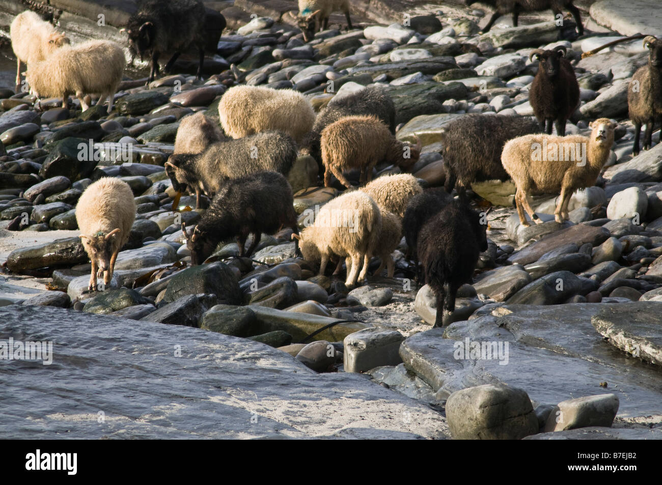 dh  NORTH RONALDSAY ORKNEY North Ronaldsay sheep flock eating seaweed on rocky shore beach Stock Photo