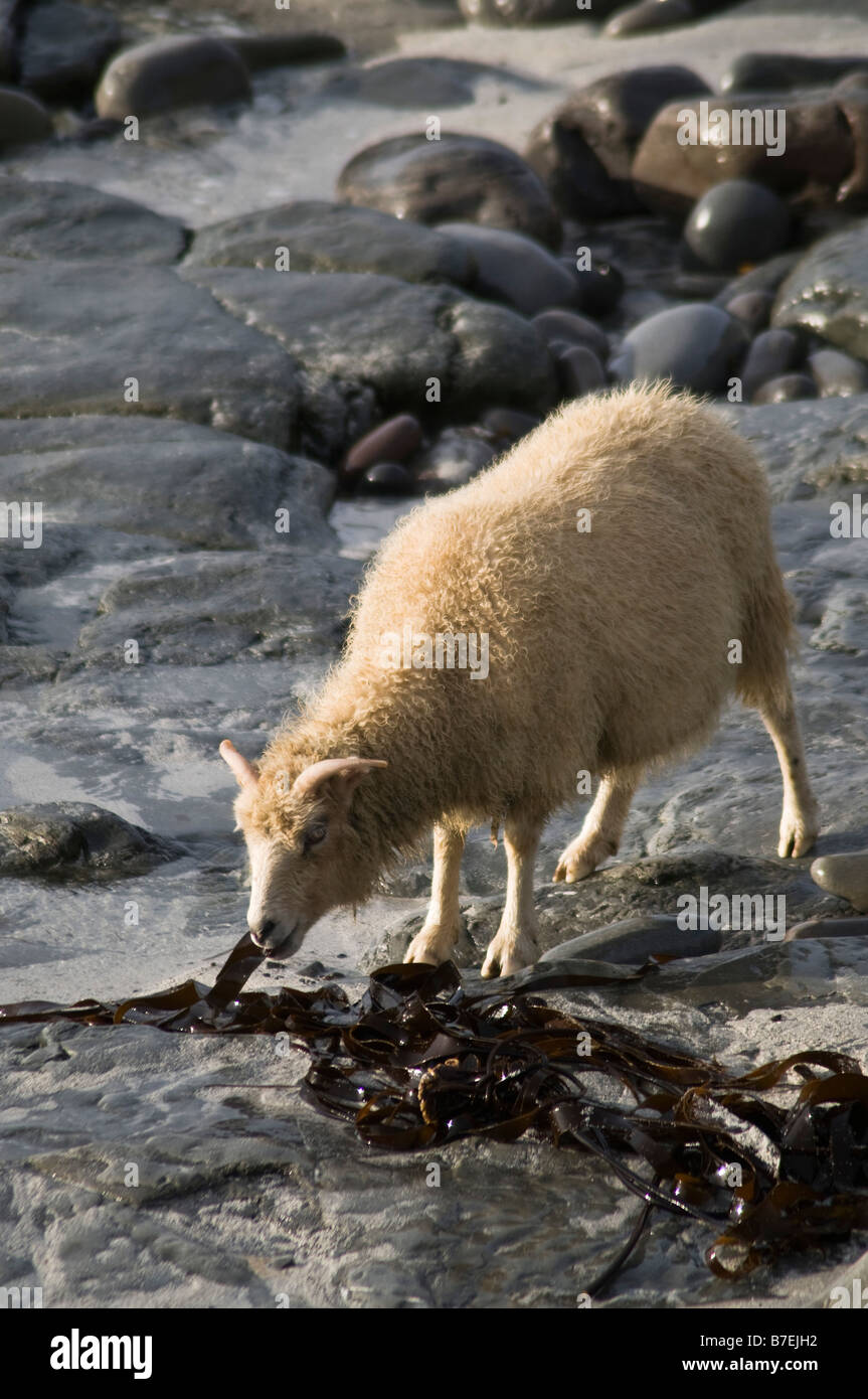 dh  NORTH RONALDSAY ORKNEY North Ronaldsay sheep eating seaweed Stock Photo