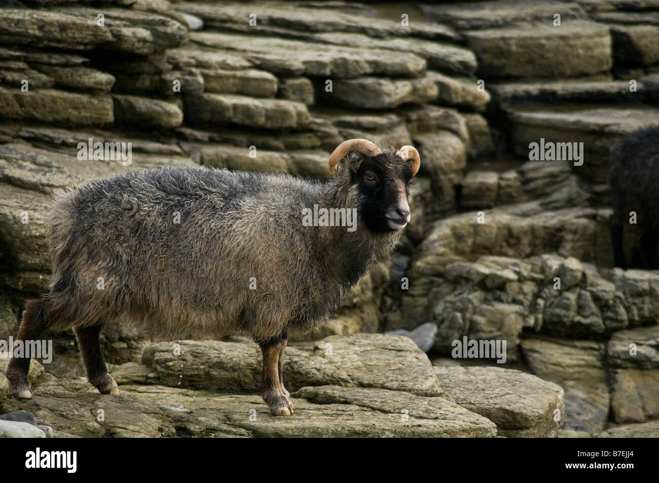 dh  NORTH RONALDSAY ORKNEY Seaweed eating sheep on rugged rocky cliffs Stock Photo