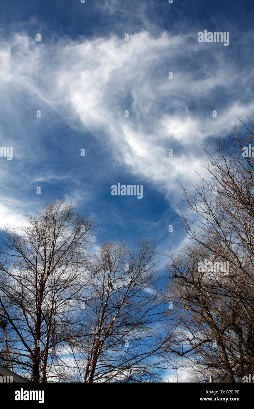 Treetops and blue sky with wispy cirrus clouds in wintertime Stock ...