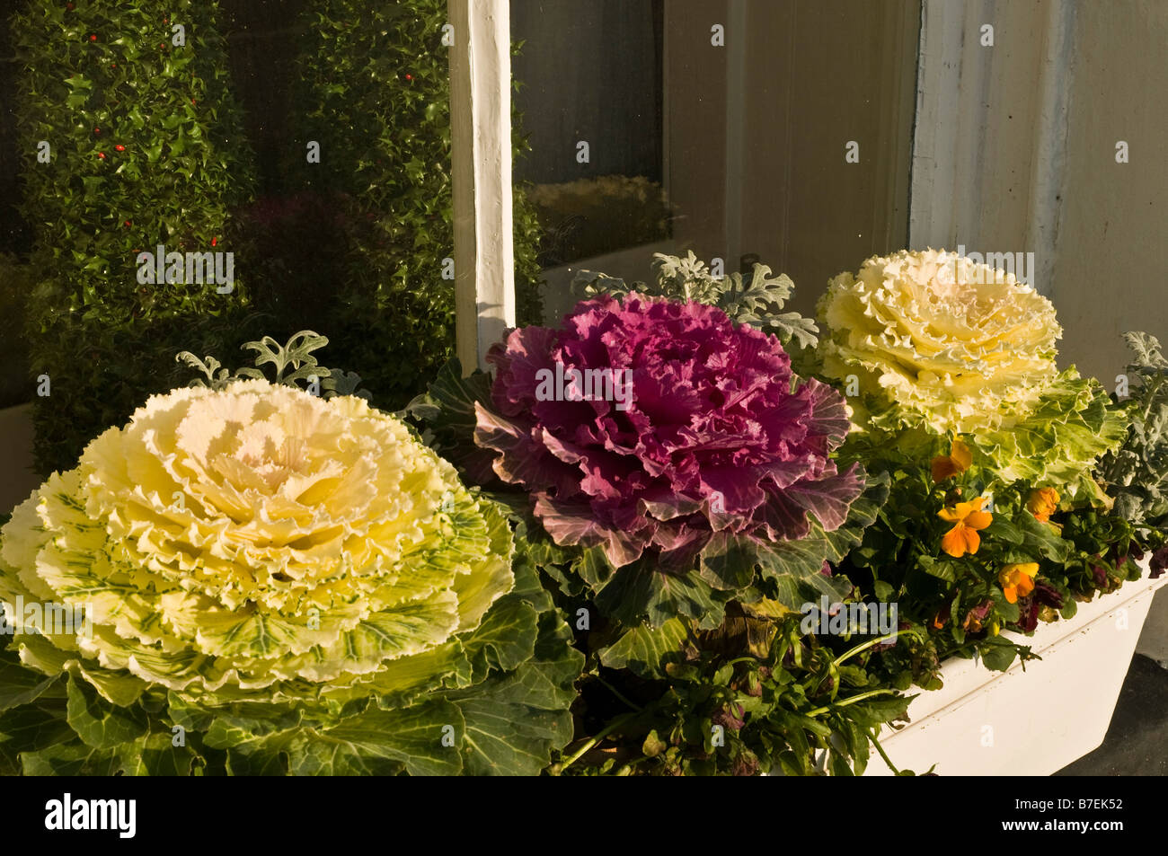 Ornamental Cabbage Window Box High Resolution Stock Photography and Images Alamy