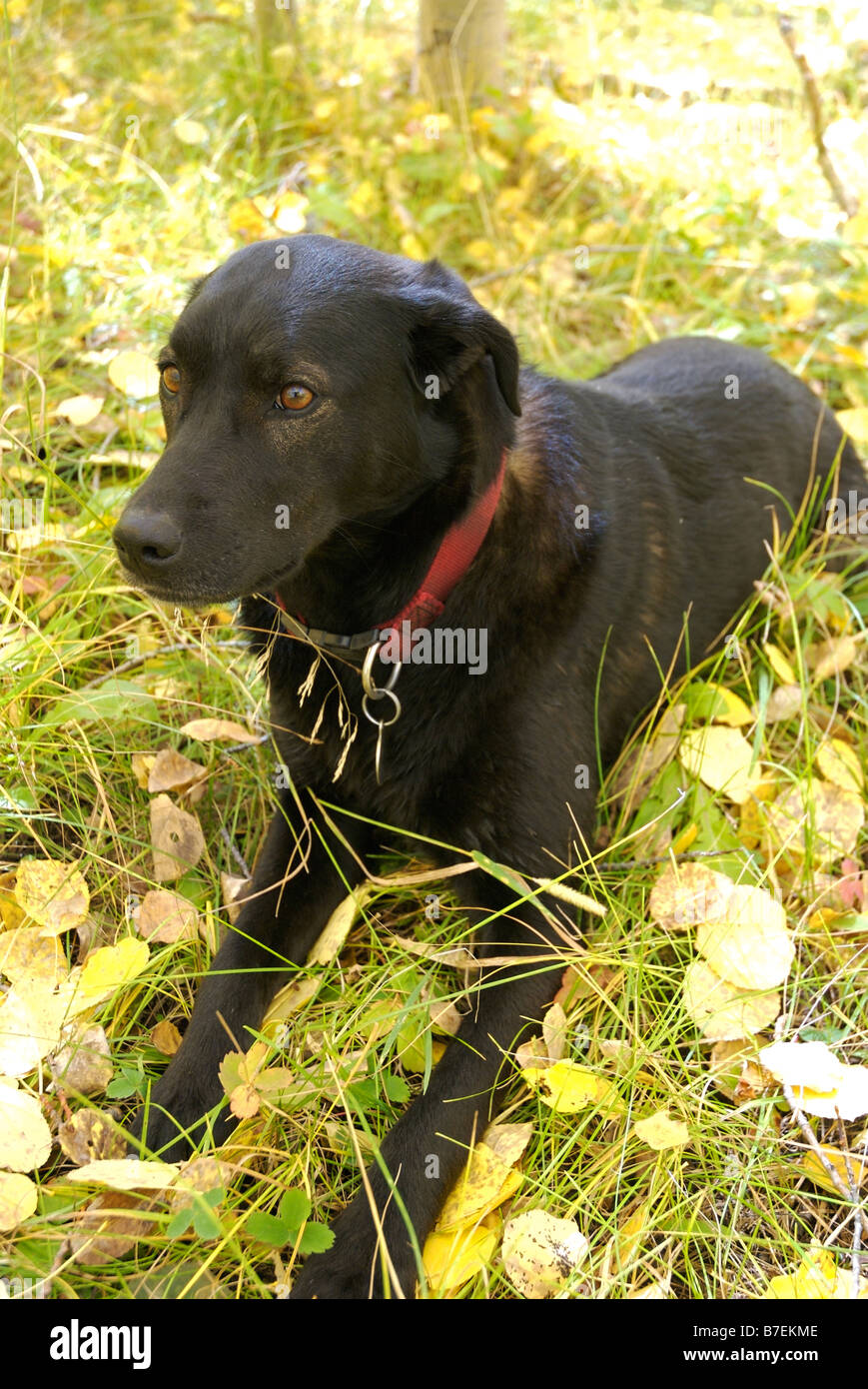 a black labrador retriever lies in golden aspen leaves Stock Photo Alamy