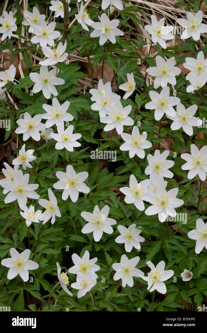 Wood Anemones Stock Photo