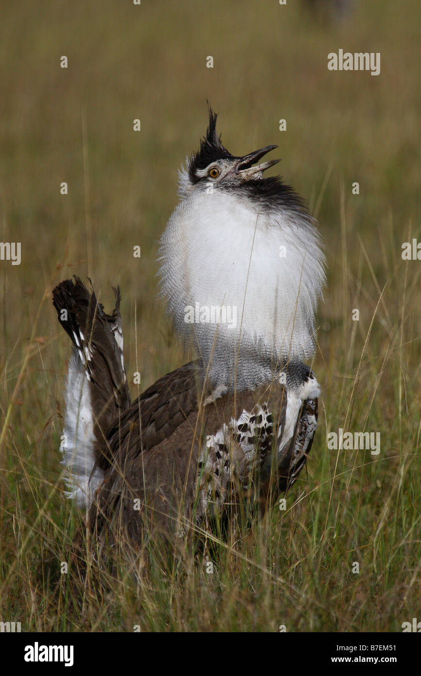 Kori Busted in Breading Plumage Stock Photo