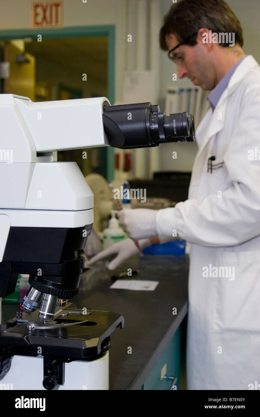 Male laboratory technician works behind microscope Stock Photo Alamy
