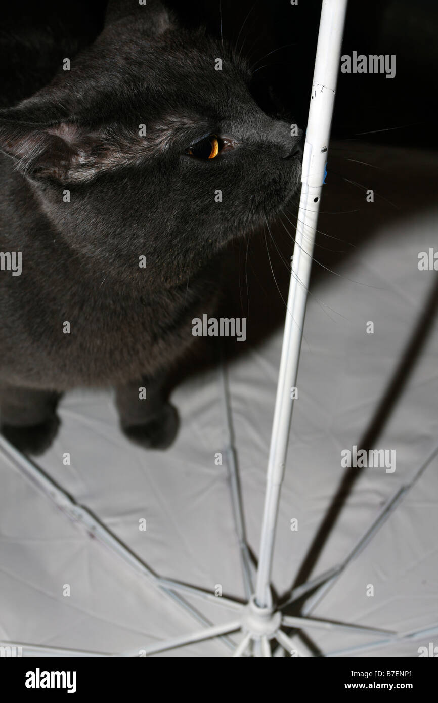 Russian Blue Cat Umbrella Russian Blue Cat Umbrella