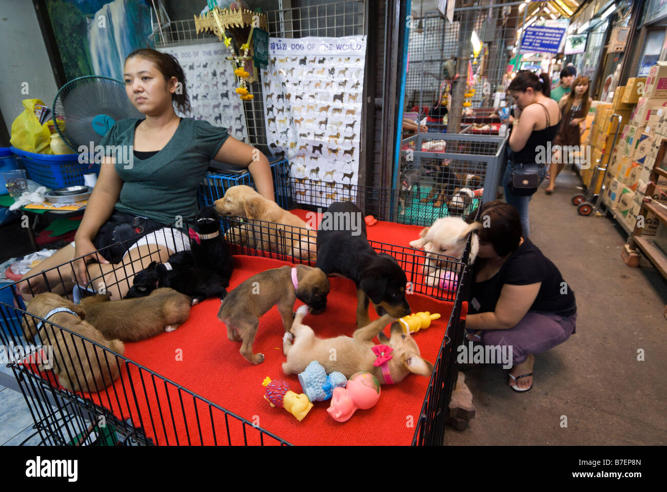 Woman selling pet puppies on a stall at Chatuchak Weekend Market in Bangkok Thailand Stock Photo