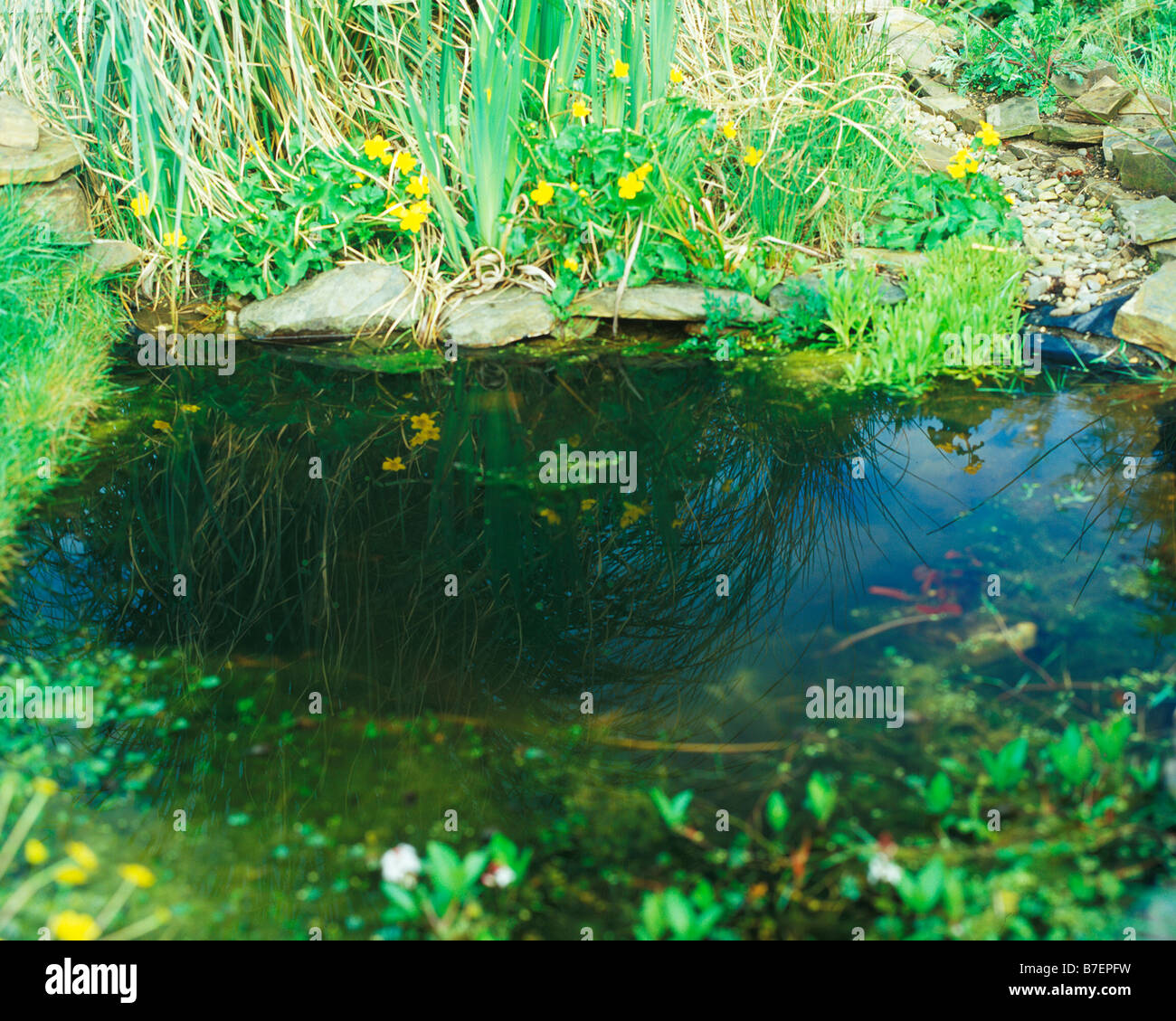 wildlife pond with marsh marigolds in spring Stock Photo Alamy