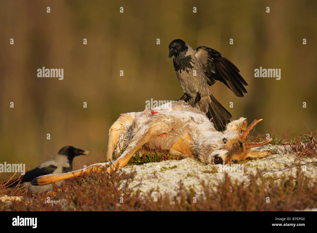 Hooded Crow Corvus corone cornix sitting on the carcass of a Roe Deer in the snow on a mountainside in norway Stock Photo