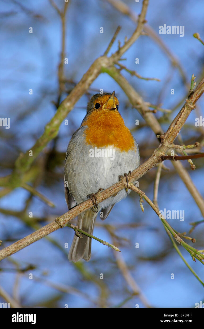 Robin singing at dusk Stock Photo Alamy