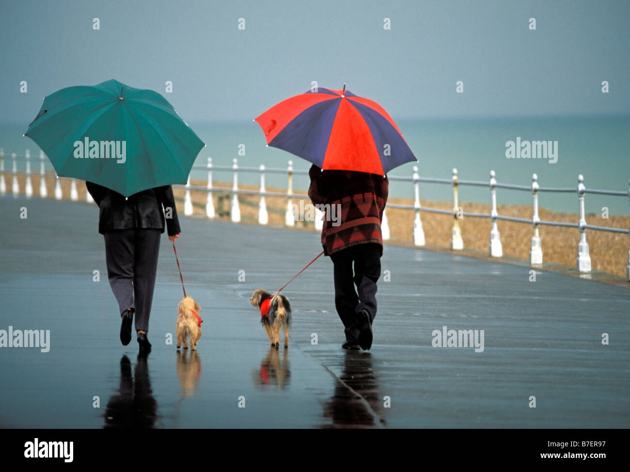 A couple walking their dogs in the rain holding colourful colorful
