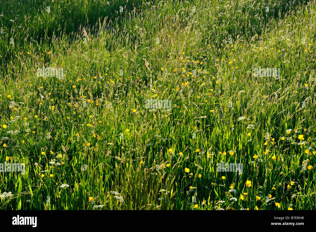 Field of wild grasses and wildflowers in late sunlight Killin Perthshire Scotland UK Stock Photo